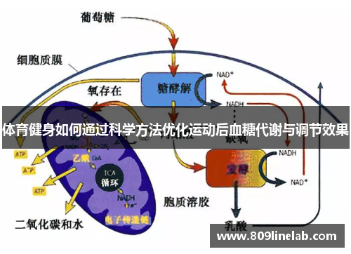 体育健身如何通过科学方法优化运动后血糖代谢与调节效果